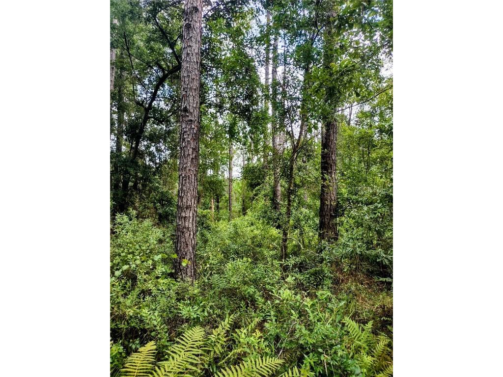 4651 NE 108th Place Chiefland FL 32626 OM705616 image32