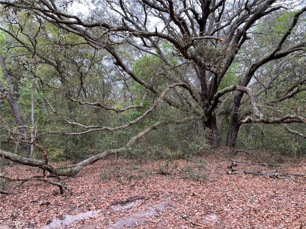 4625-4651 W Kelly Park Road Apopka FL 32712 O6302395 image6