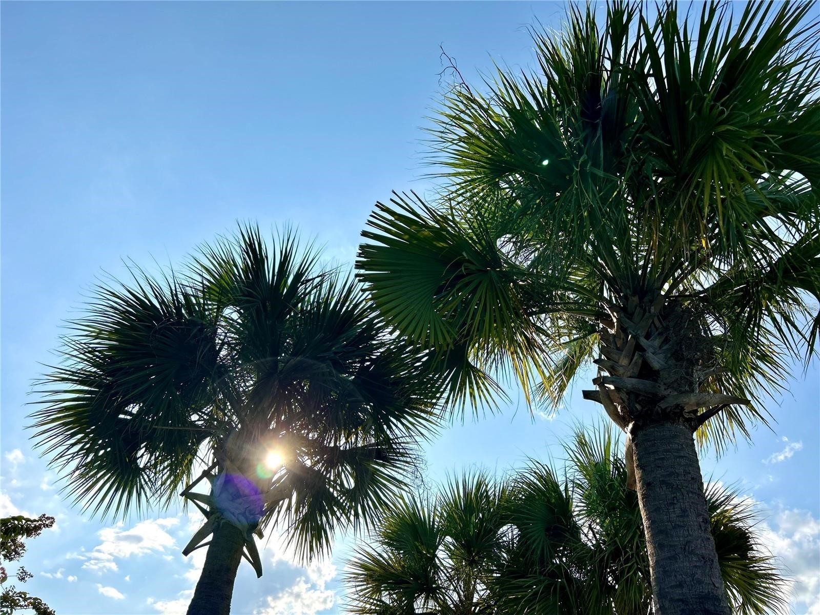 4652 Sparkling Shell Avenue Kissimmee FL 34746 O6402150 image33