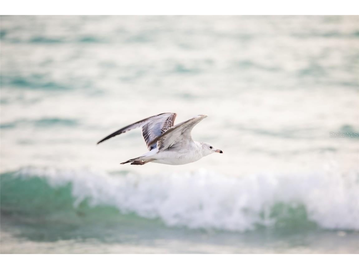 4660 Ocean Boulevard #E2 Sarasota FL 34242 - GULF A4674914 image52