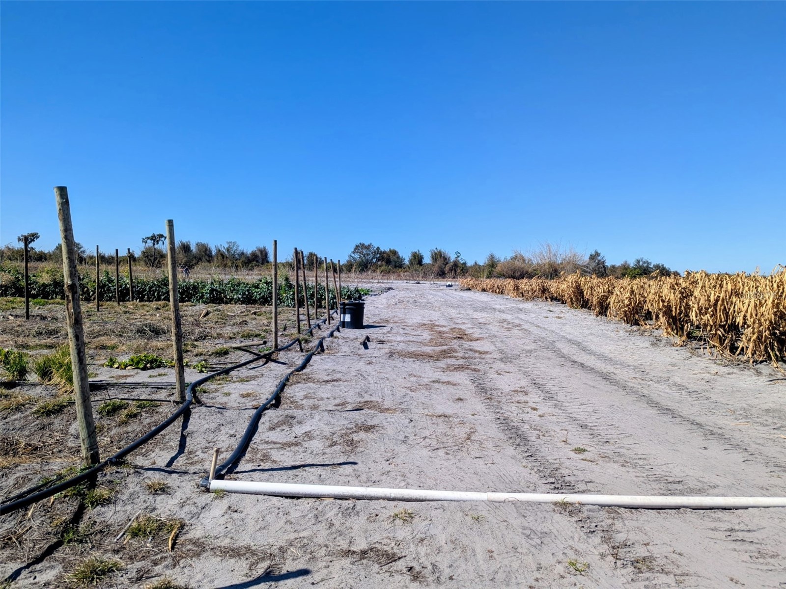 46683 Peeples Lane Wauchula FL 33873 TB8483192 image5
