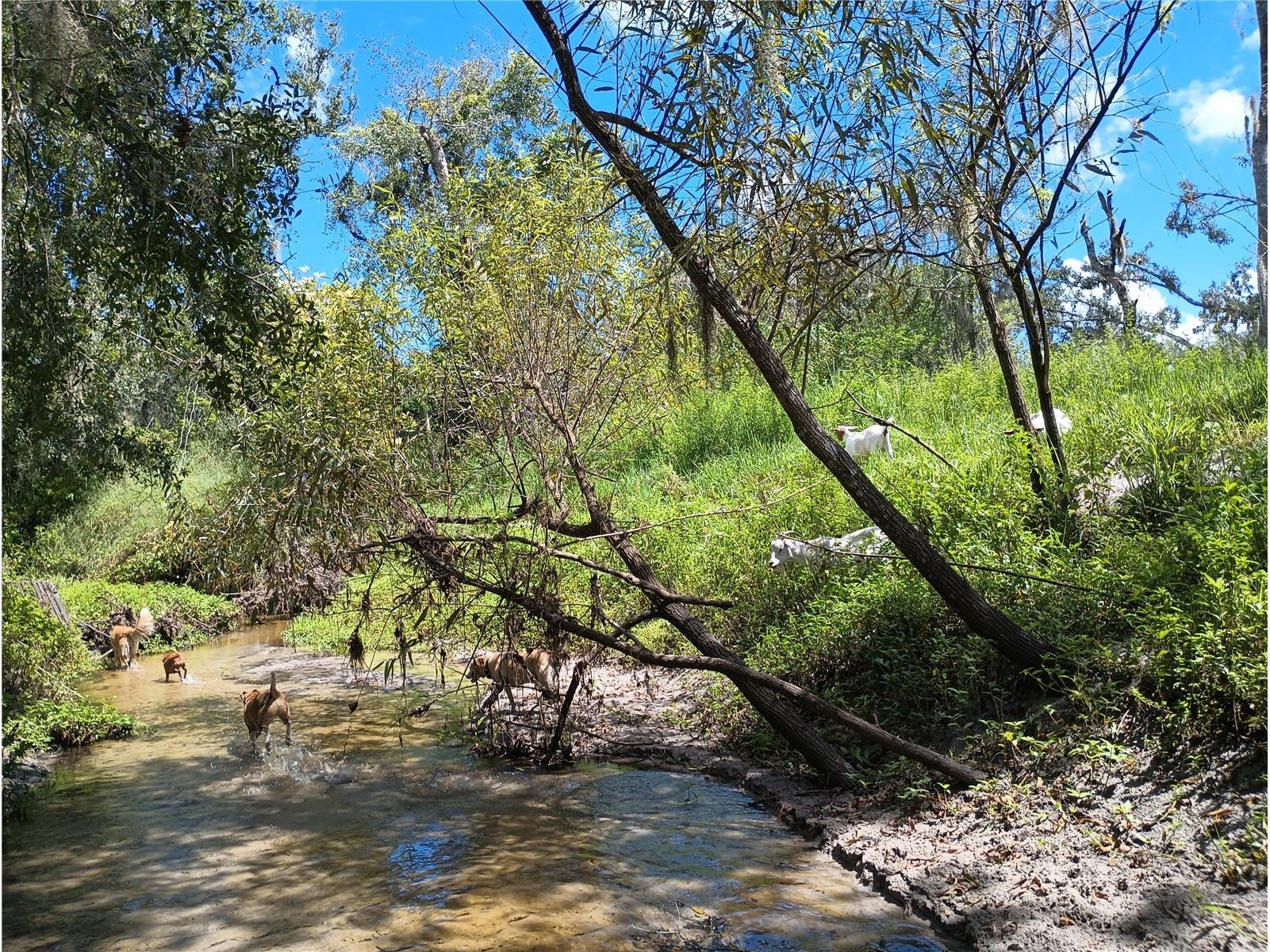 4678 253rd Street E Myakka City FL 34251 A4681741 image62