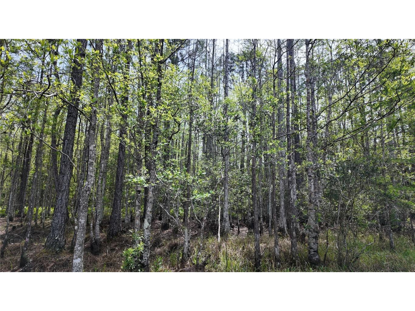 4680 Fir Road New Smyrna Beach FL 32168 NS1084270 image1