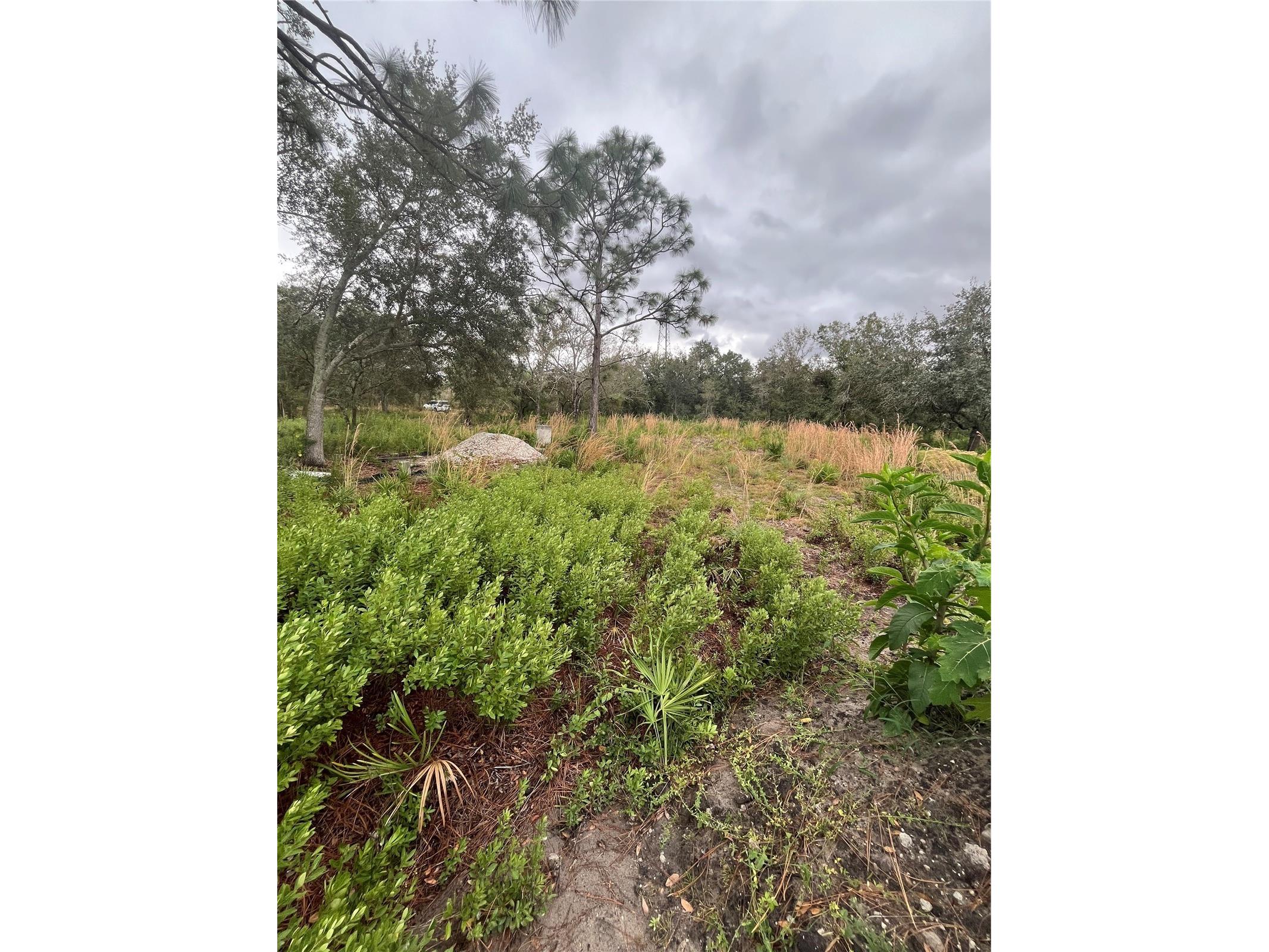 4683 SE Rye Avenue Arcadia FL 34266 C7520295 image3