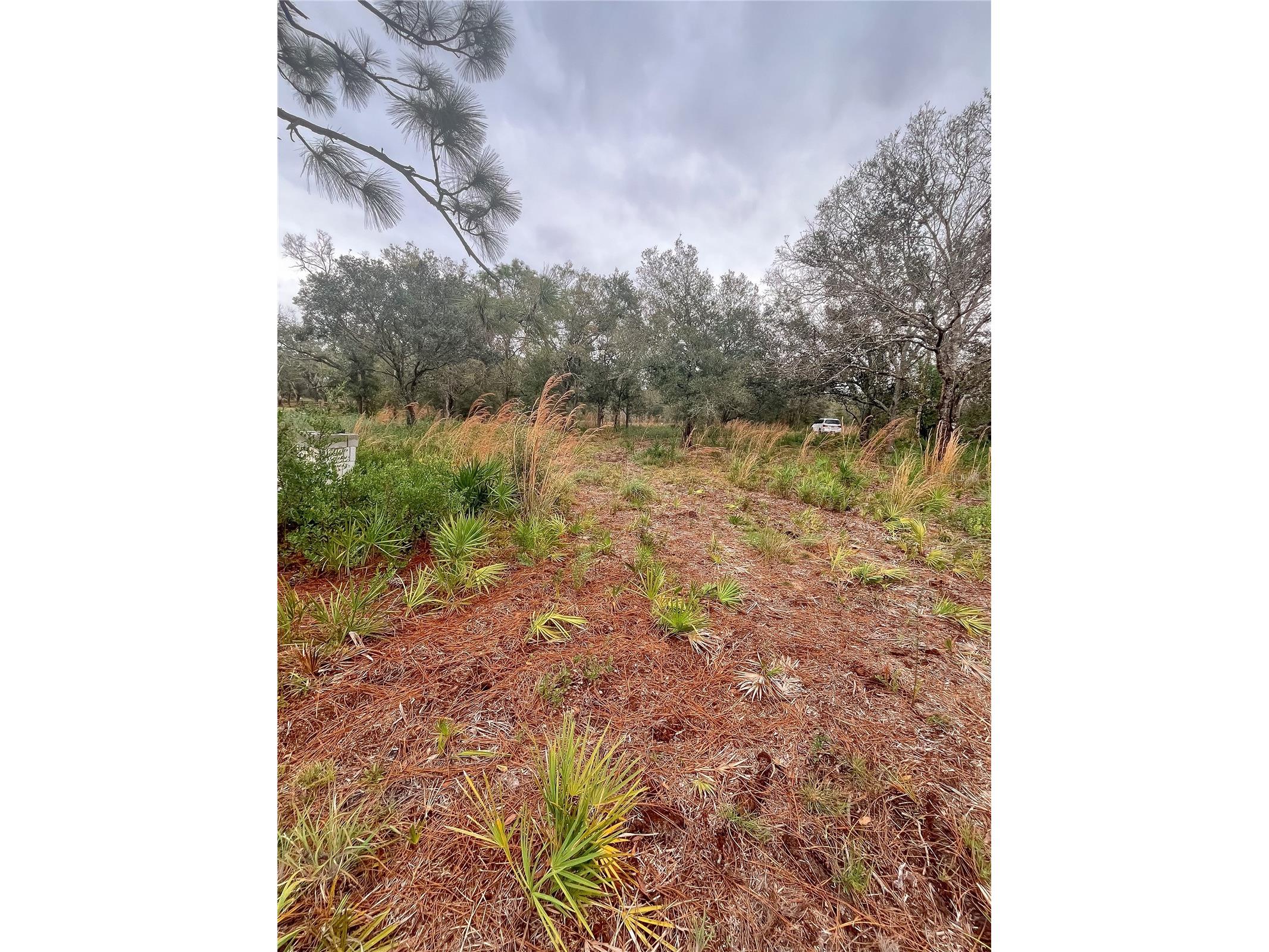 4683 SE Rye Avenue Arcadia FL 34266 C7520295 image4