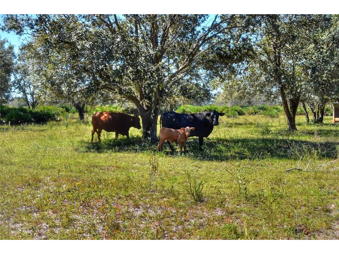 46891 Farabee Road Punta Gorda FL 33982 TB8447031 image17