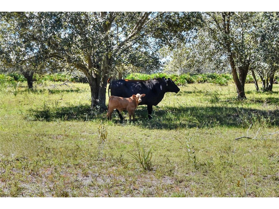 46891 Farabee Road Punta Gorda FL 33982 TB8447031 image20