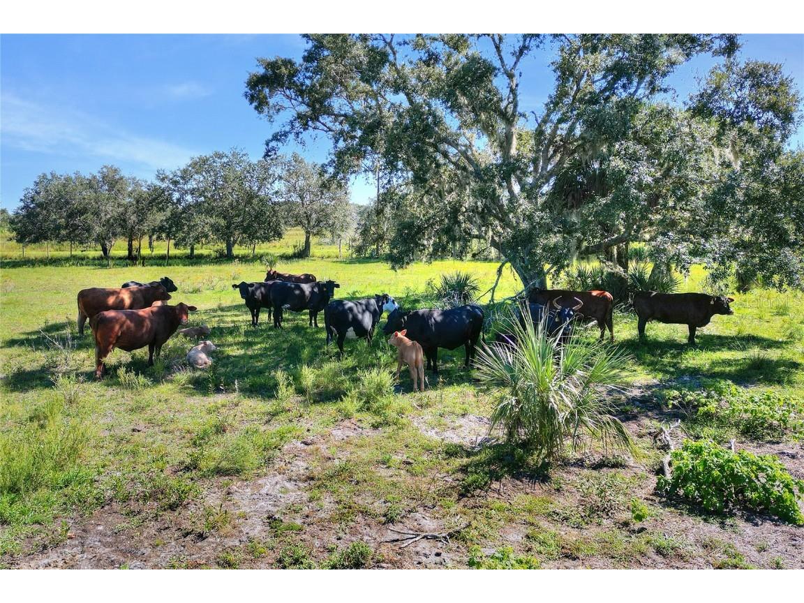 46891 Farabee Road Punta Gorda FL 33982 TB8447031 image23