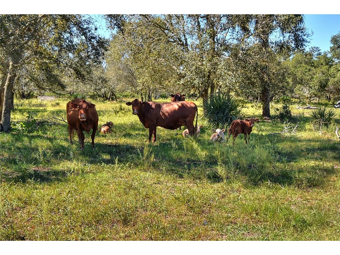 46891 Farabee Road Punta Gorda FL 33982 TB8447031 image24