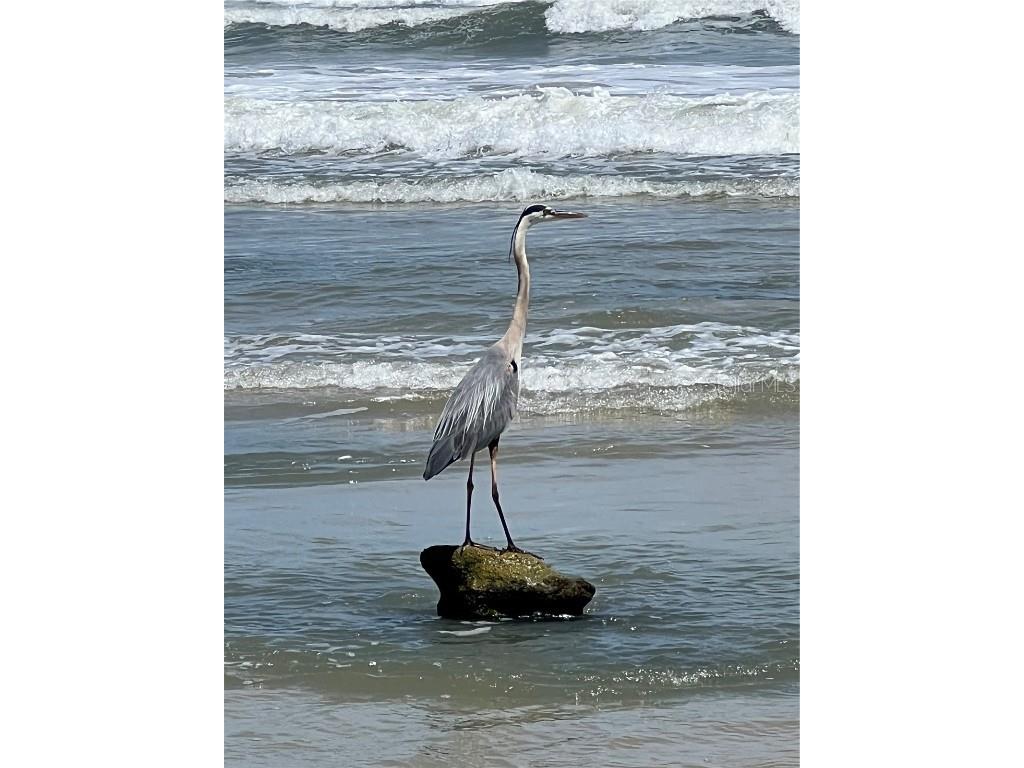 47 Rollins Drive Palm Coast FL 32137 FC296910 image9