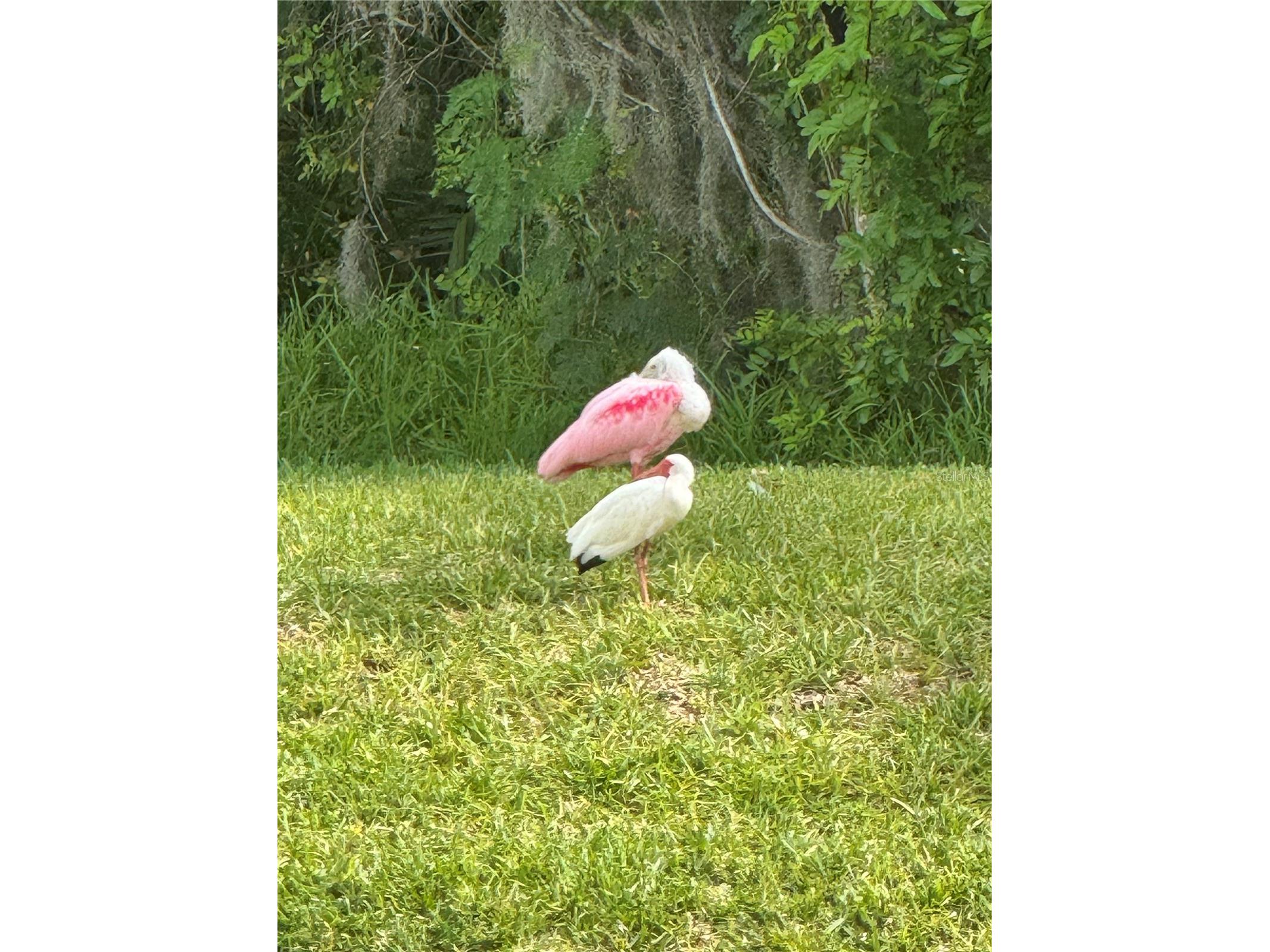 4704 Casswell Drive New Port Richey FL 34652 W7886929 image28