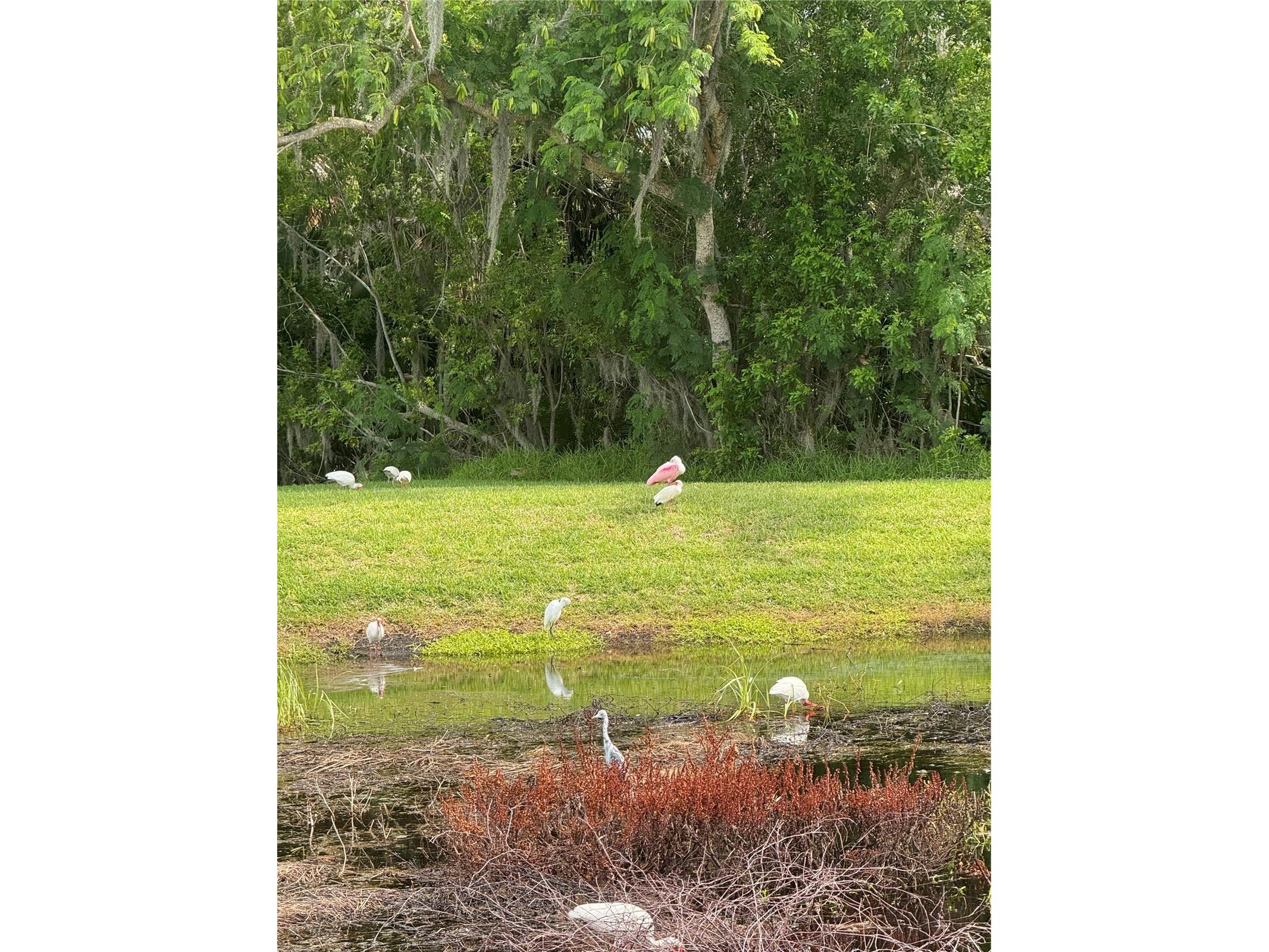 4704 Casswell Drive New Port Richey FL 34652 W7886929 image29
