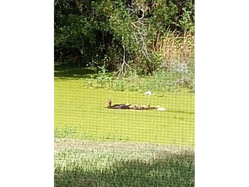 4704 Lighterwood Way Valrico FL 33596 TB8492970 image44