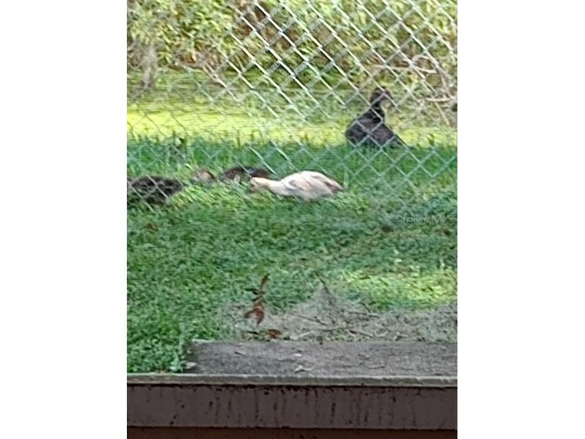4704 Lighterwood Way Valrico FL 33596 TB8492970 image46