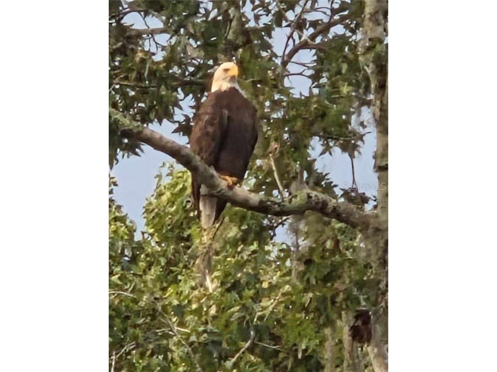 4705 Kissimmee Park Road Saint Cloud FL 34772 - WEST LAKE TOHOPEKALIGA S5140560 image28
