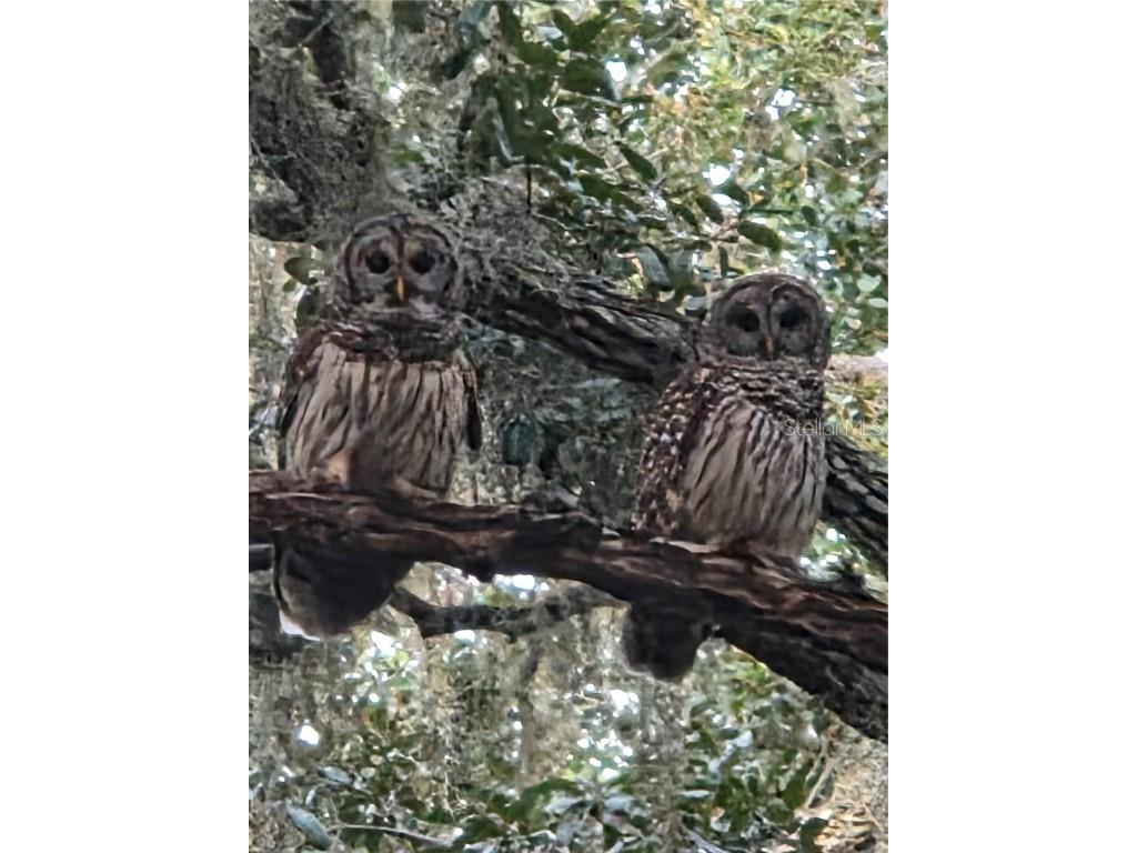 4705 Kissimmee Park Road Saint Cloud FL 34772 - WEST LAKE TOHOPEKALIGA S5140560 image29