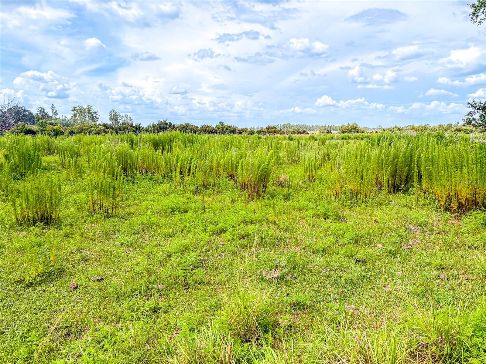 4706 County Road 557a Polk City FL 33868 L4962614 image25
