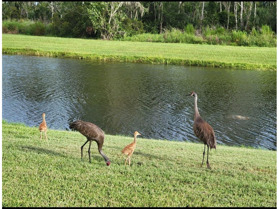 4709 Deep Creek Terrace Parrish FL 34219 A4693967 image37