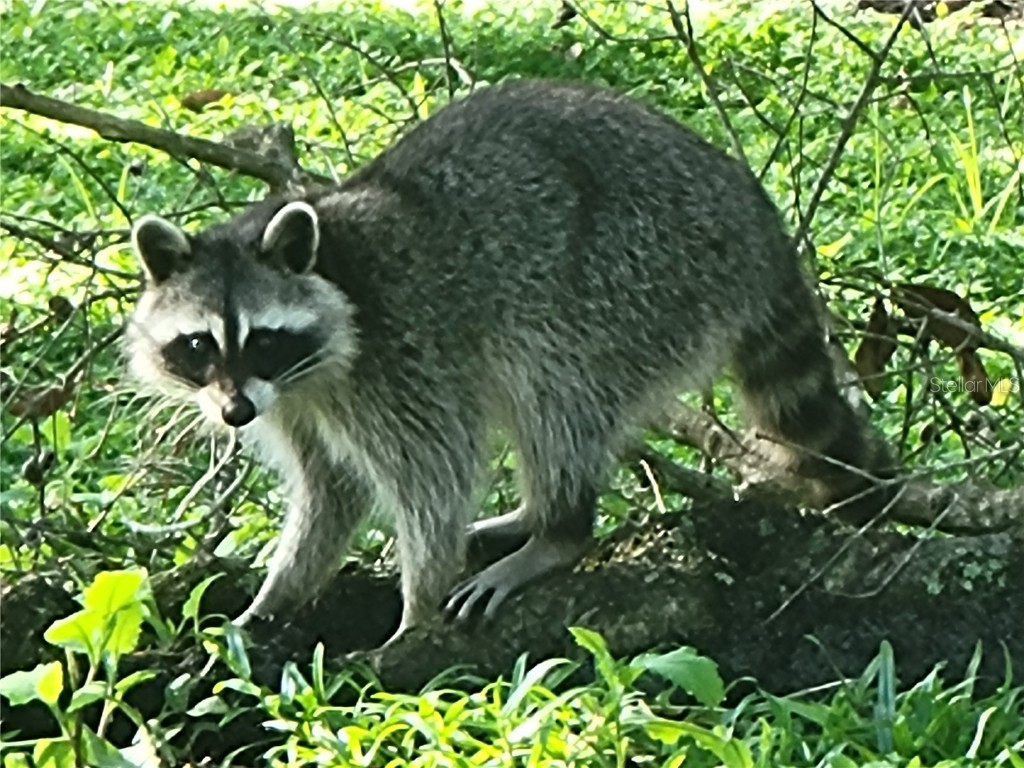 4712 Belle Grove Leesburg FL 34748 G5104394 image72