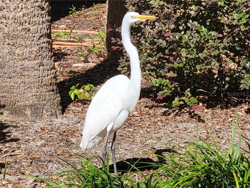 4712 Belle Grove Leesburg FL 34748 G5104394 image74