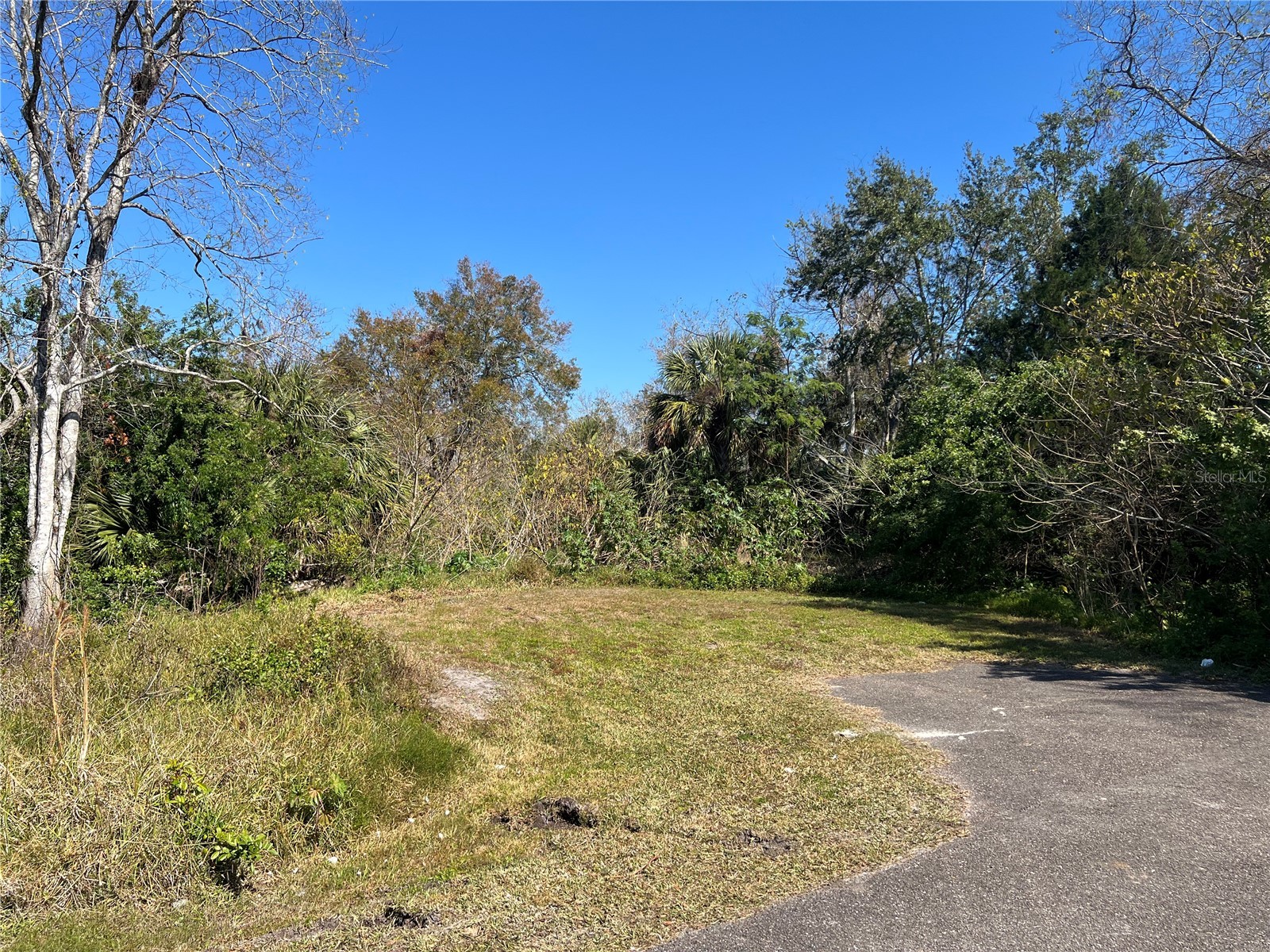 4715 Salvia Street New Port Richey FL 34652 W7881150 image8