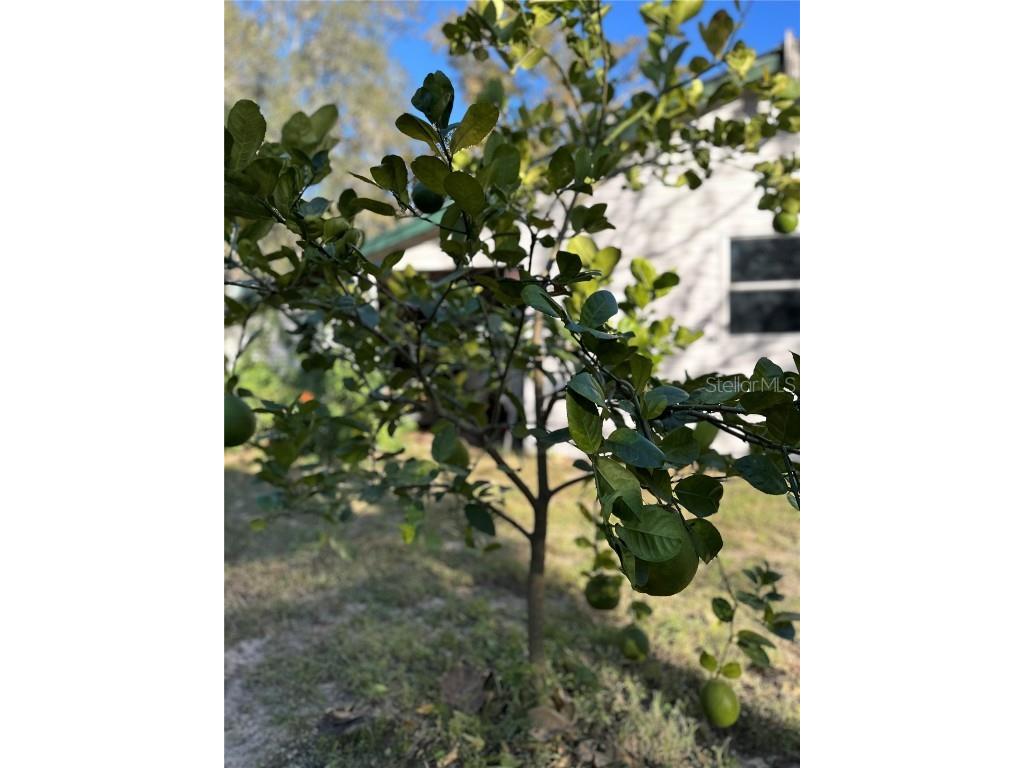 4725 S Trent Terrace Homosassa FL 34446 TB8449265 image27