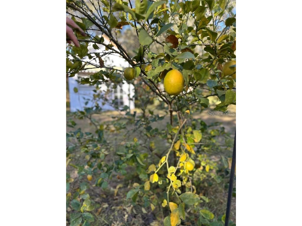 4725 S Trent Terrace Homosassa FL 34446 TB8449265 image28