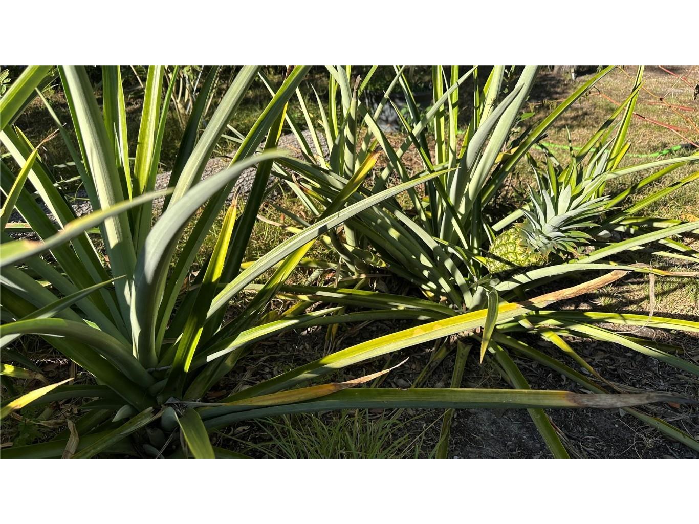 4725 S Trent Terrace Homosassa FL 34446 TB8449265 image30