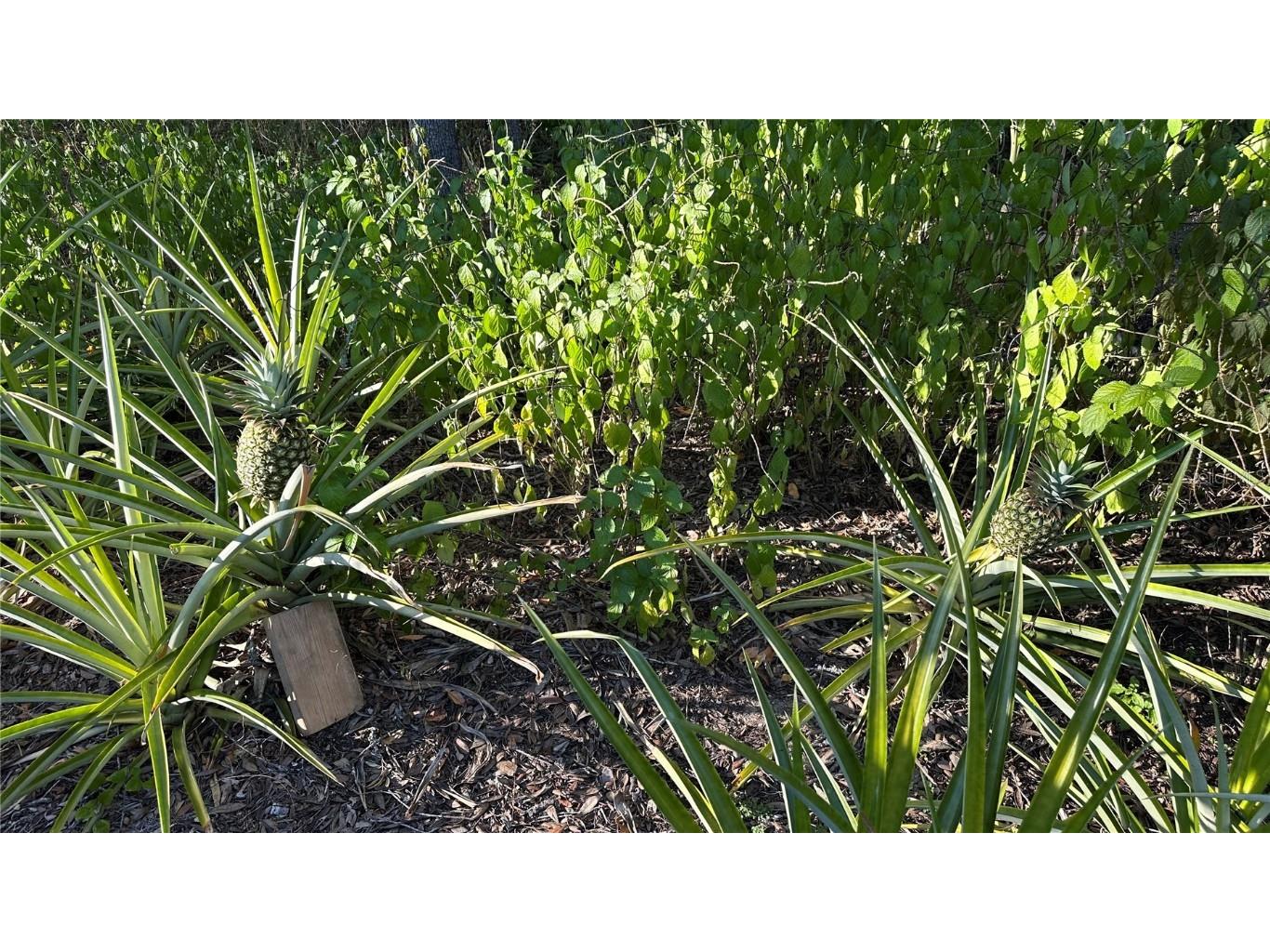 4725 S Trent Terrace Homosassa FL 34446 TB8449265 image31