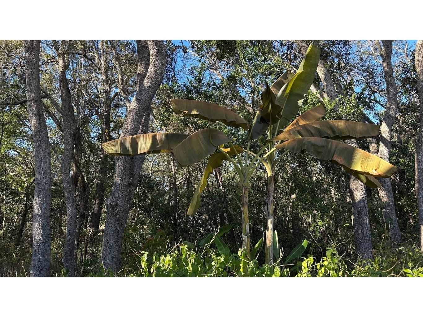 4725 S Trent Terrace Homosassa FL 34446 TB8449265 image32