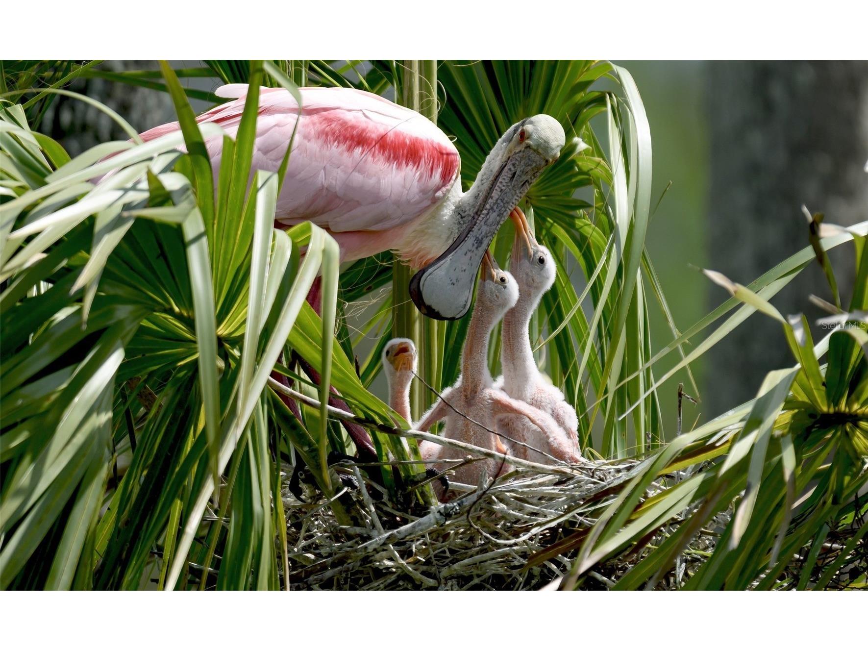 4726 Potomac Circle Bradenton FL 34210 - SARASOTA BAY A4688661 image49