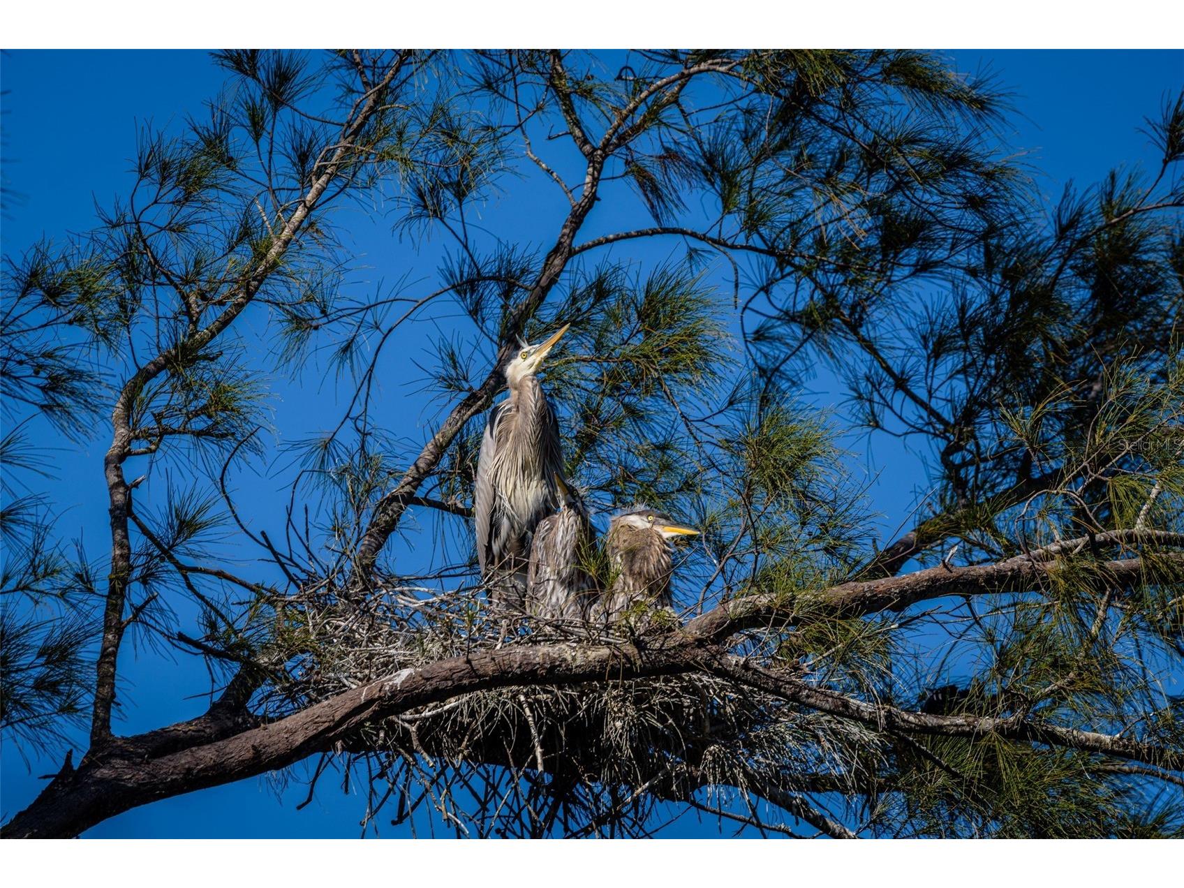 4726 Potomac Circle Bradenton FL 34210 - SARASOTA BAY A4688661 image52