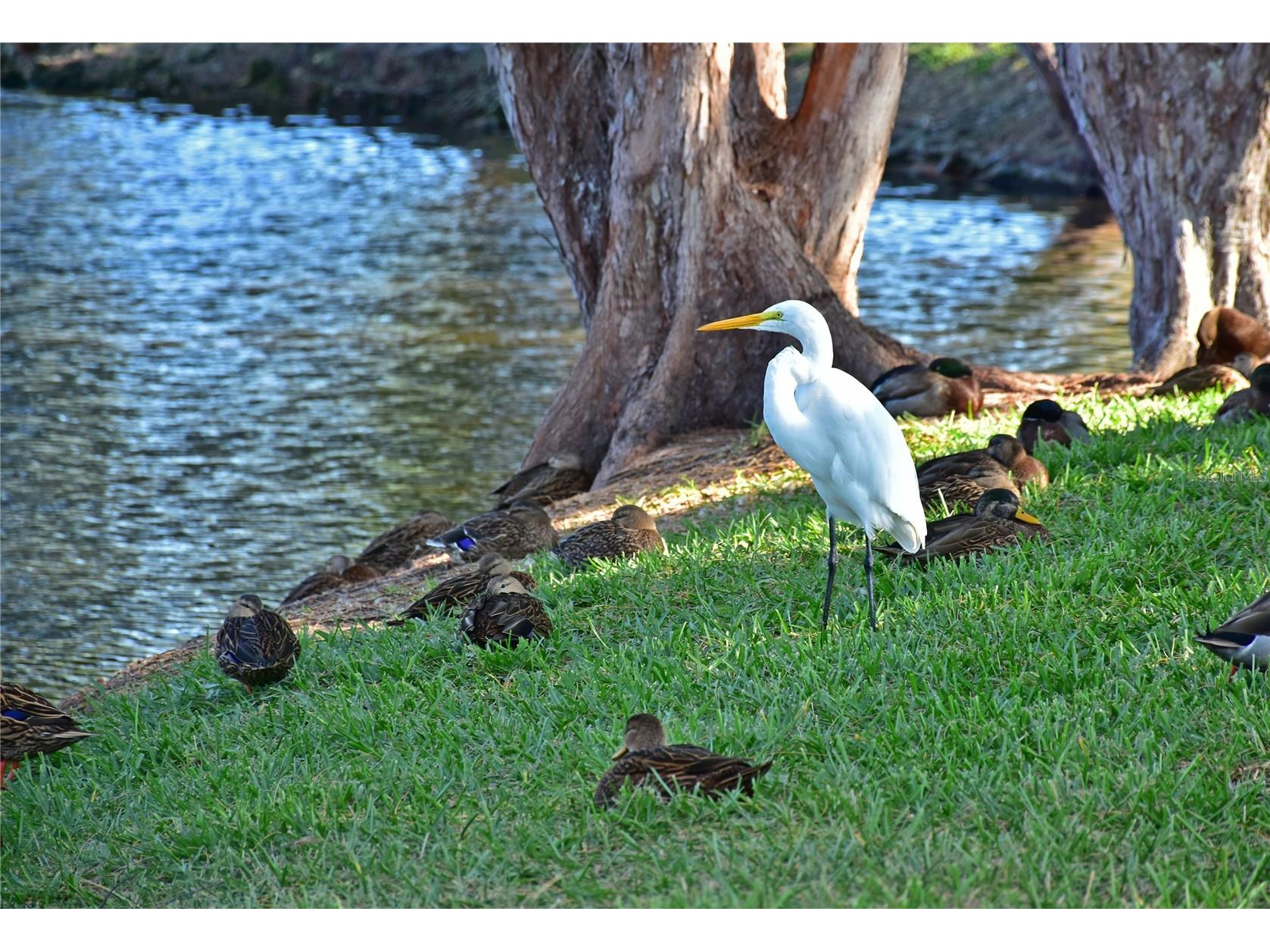 4726 Potomac Circle Bradenton FL 34210 - SARASOTA BAY A4688661 image54