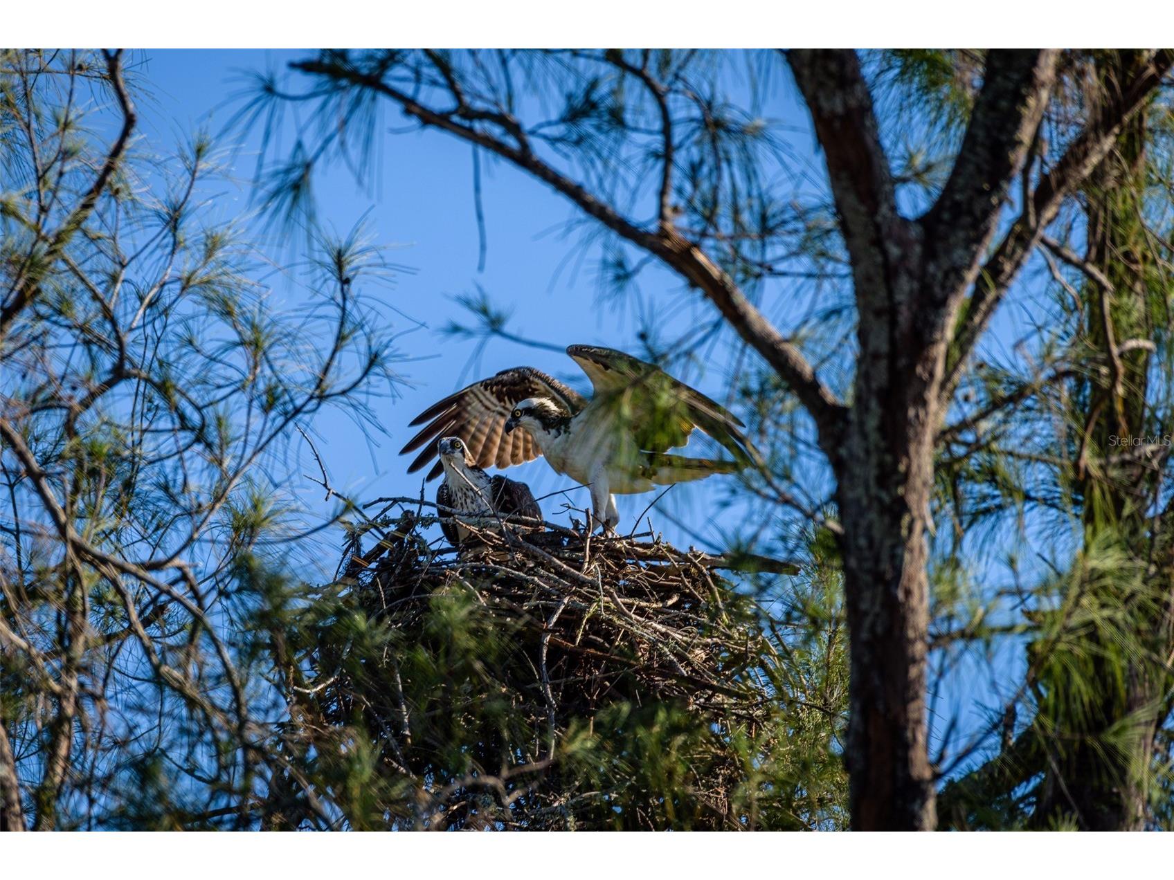 4726 Potomac Circle Bradenton FL 34210 - SARASOTA BAY A4688661 image56