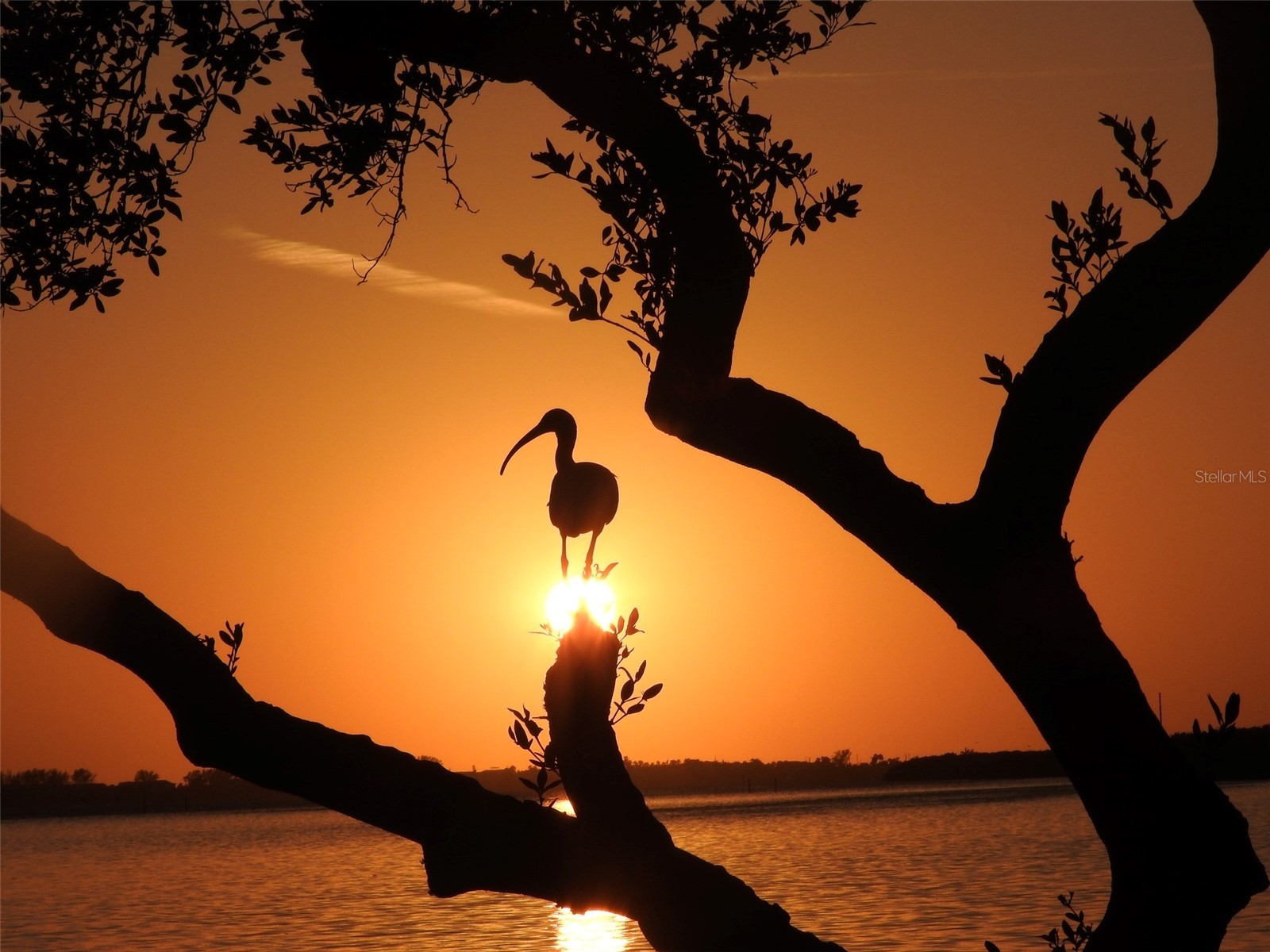 4726 Potomac Circle Bradenton FL 34210 - SARASOTA BAY A4688661 image64