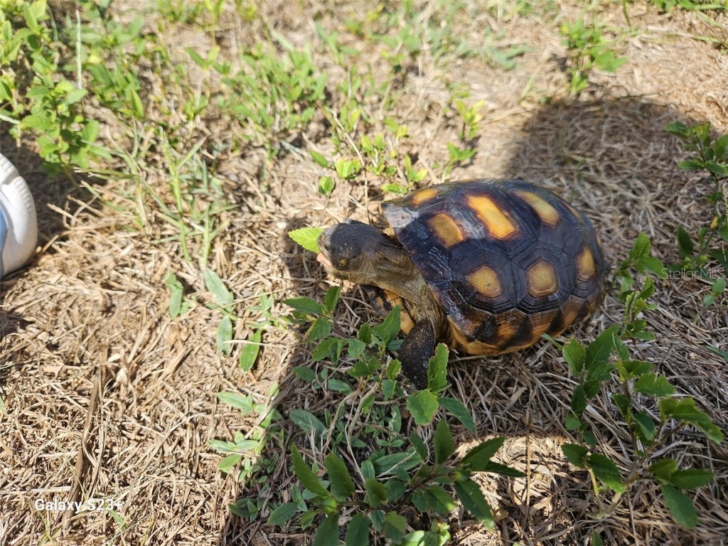 4743 Butterfly Lane North Port FL 34288 C7517921 image63