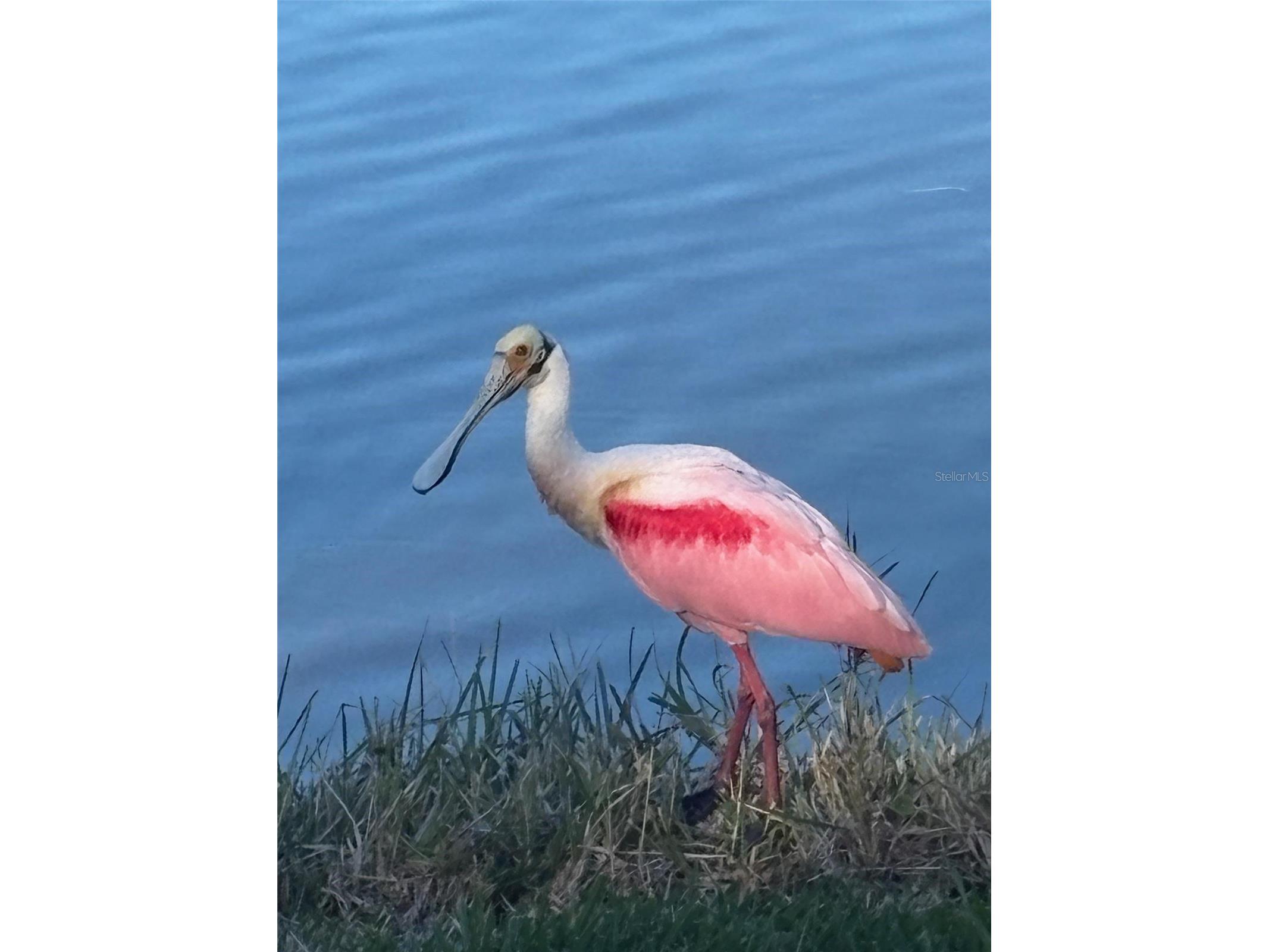 4750 Dolphin Cay Lane S #209 Saint Petersburg FL 33711 TB8436412 image32