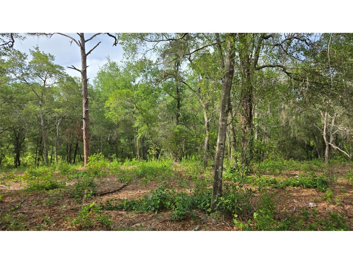 4771 N Redwood Avenue Hernando FL 34442 TB8398091 image27