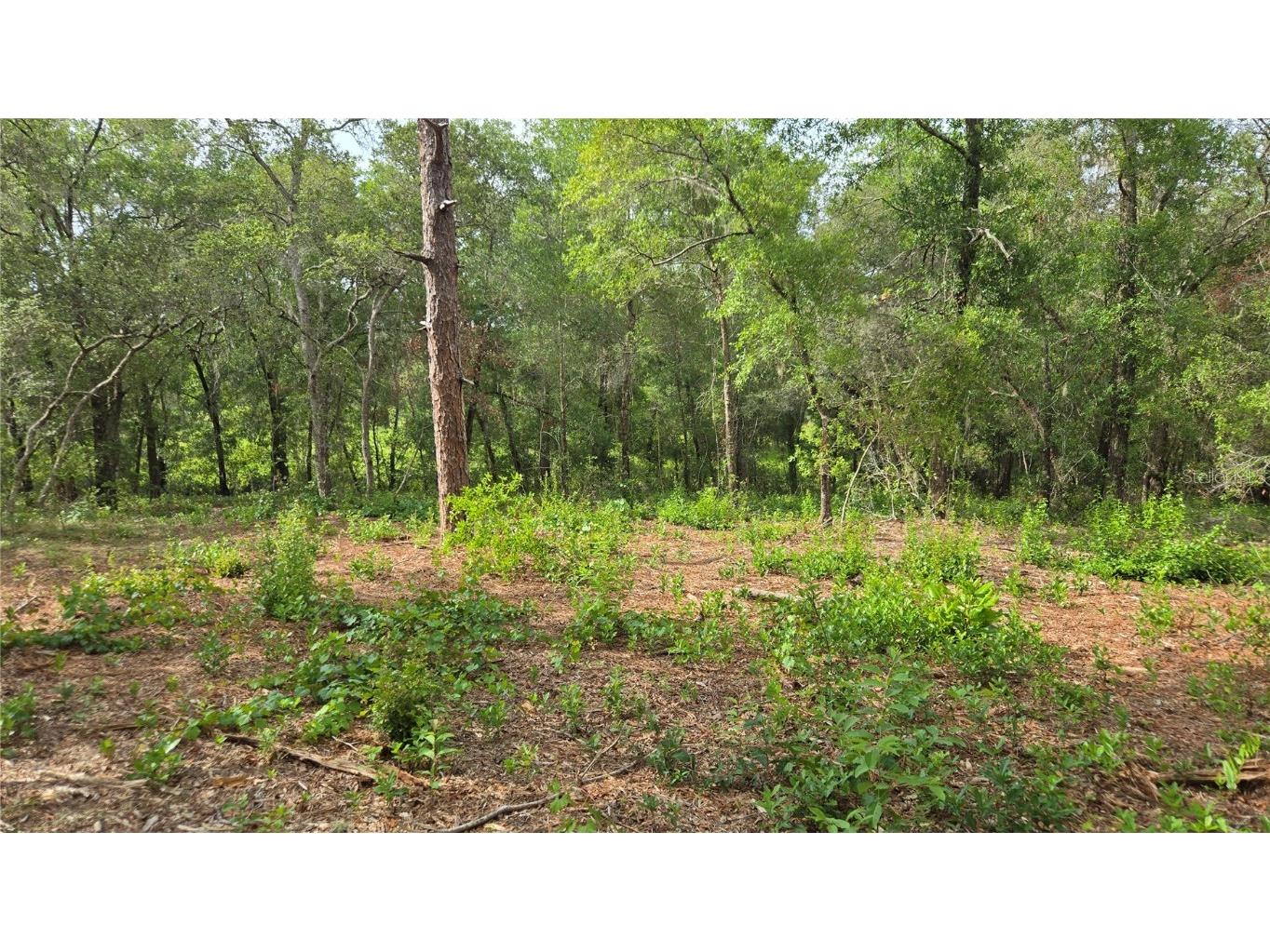 4771 N Redwood Avenue Hernando FL 34442 TB8398091 image30