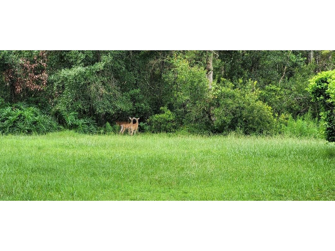 4802 Tea Rose Court Lutz FL 33558 TB8423034 image16