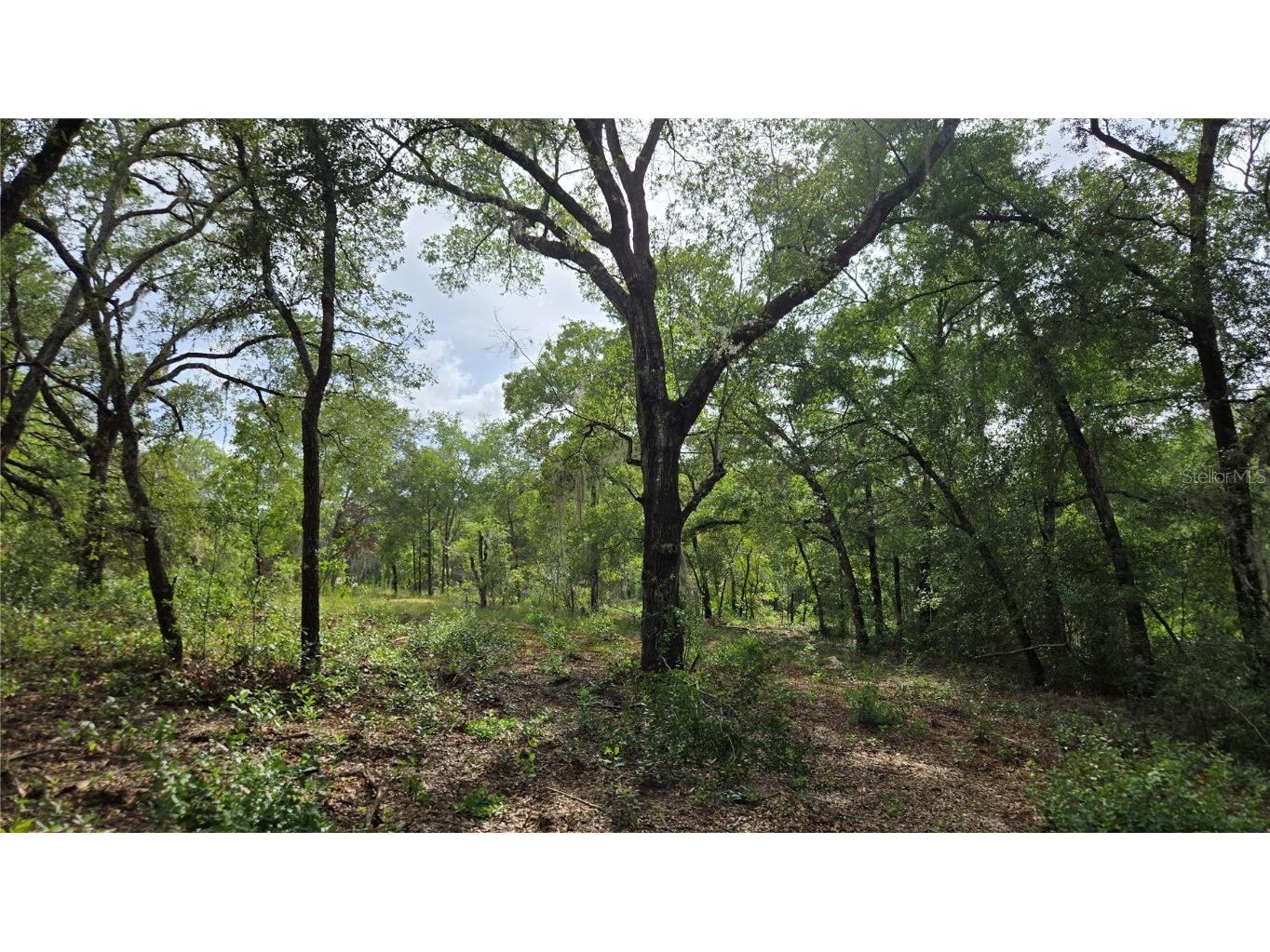 4811 N Redwood Avenue Hernando FL 34442 TB8398174 image21