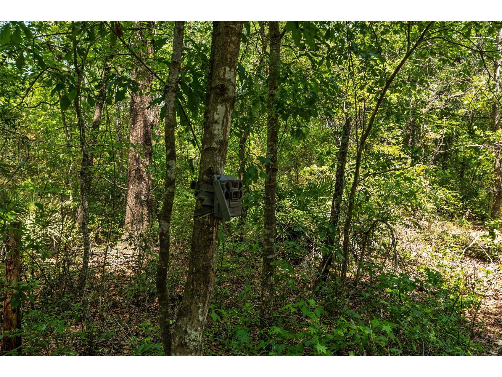 4814 NW 244 Avenue Alachua FL 32615 GC539967 image17