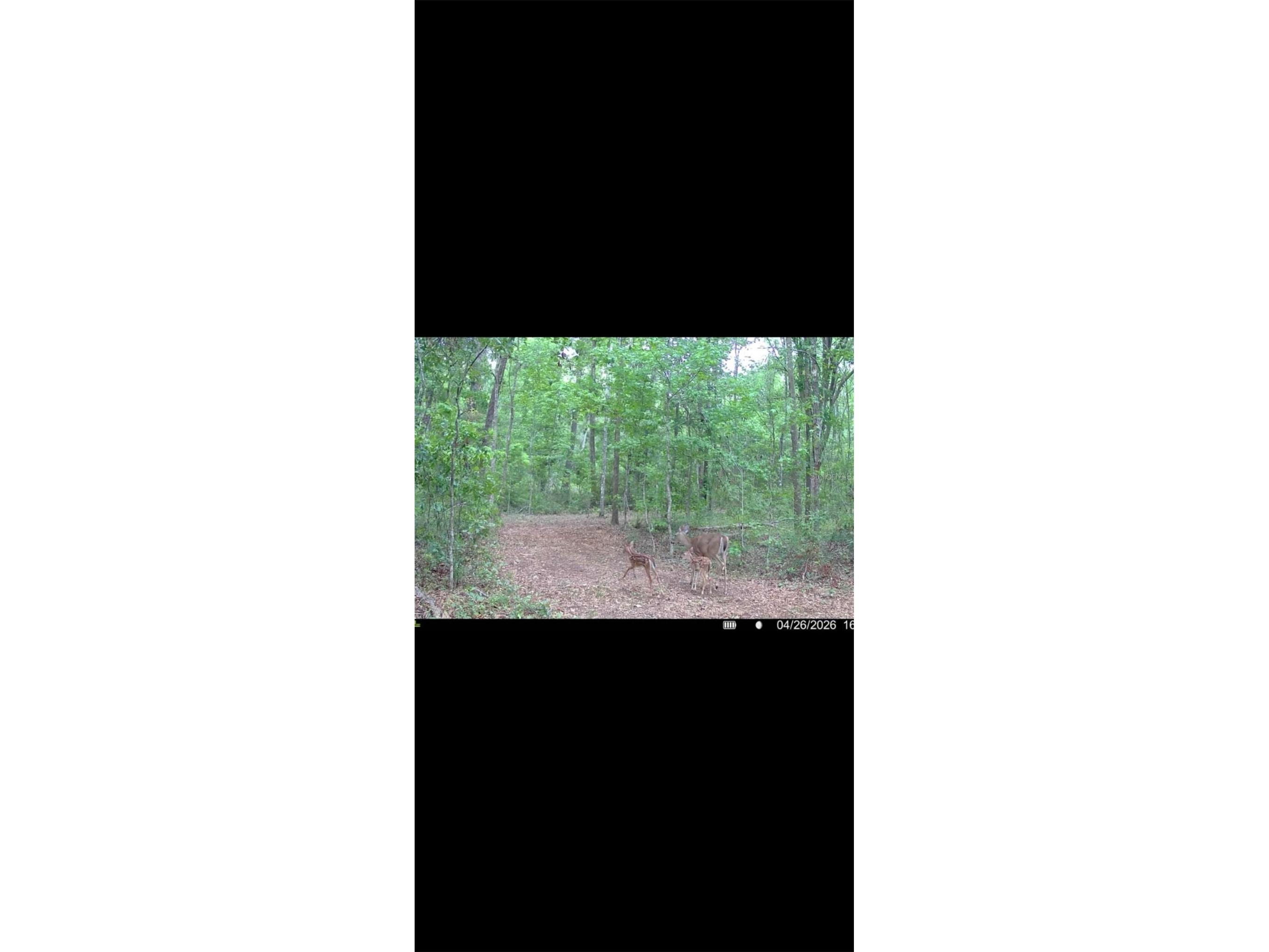 4814 NW 244 Avenue Alachua FL 32615 GC539967 image57