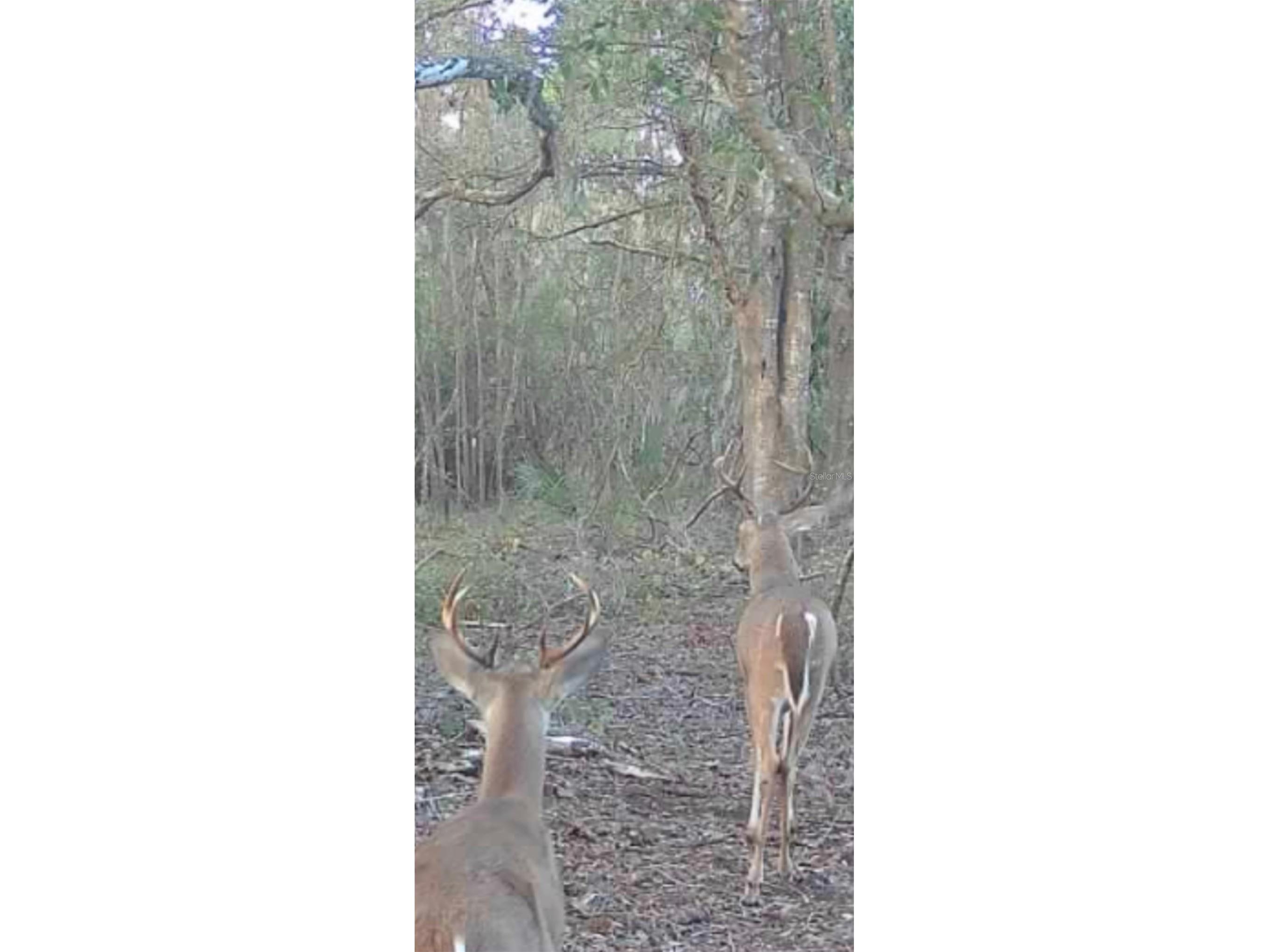 4814 NW 244 Avenue Alachua FL 32615 GC539967 image63