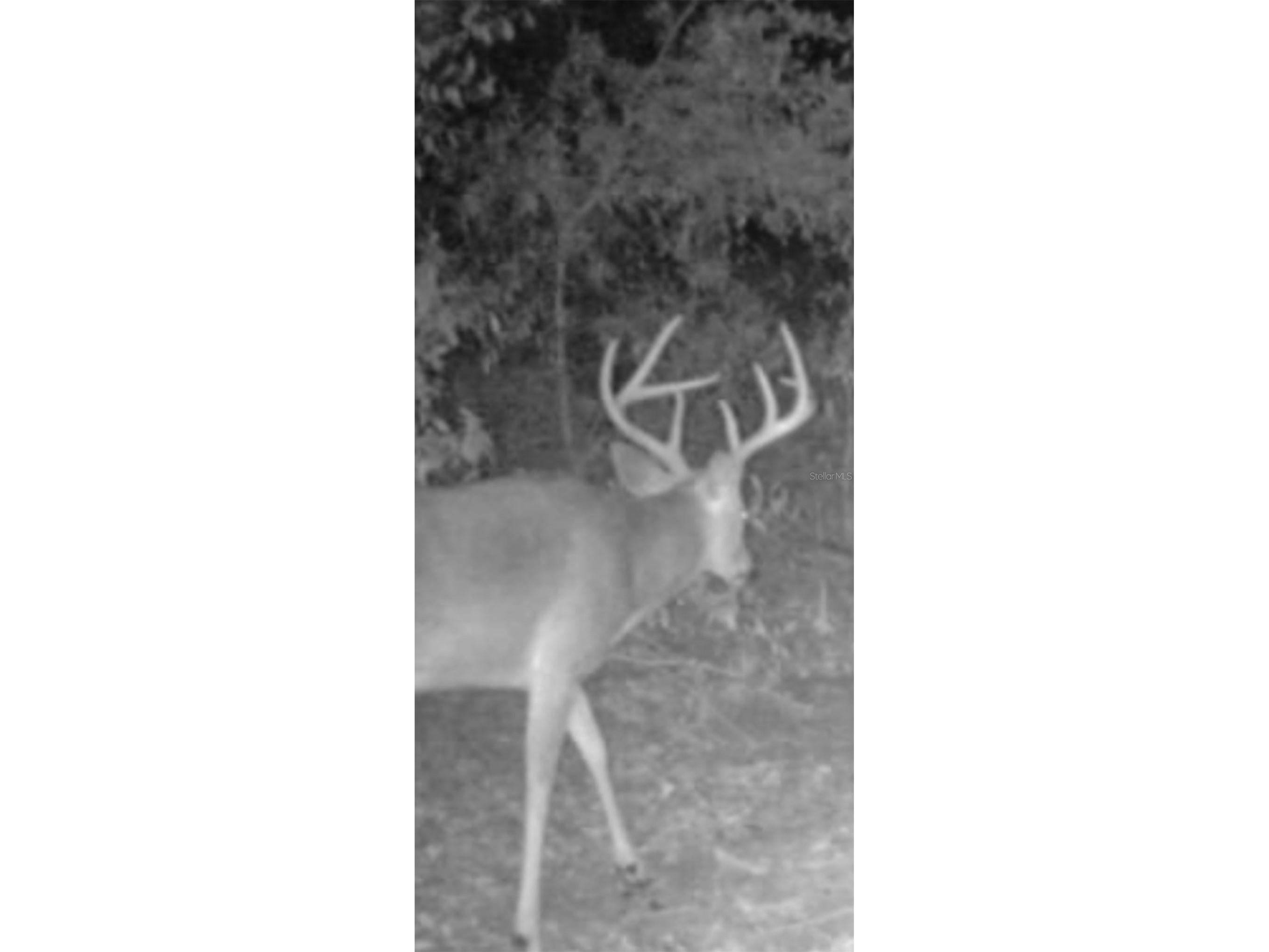 4814 NW 244 Avenue Alachua FL 32615 GC539967 image64