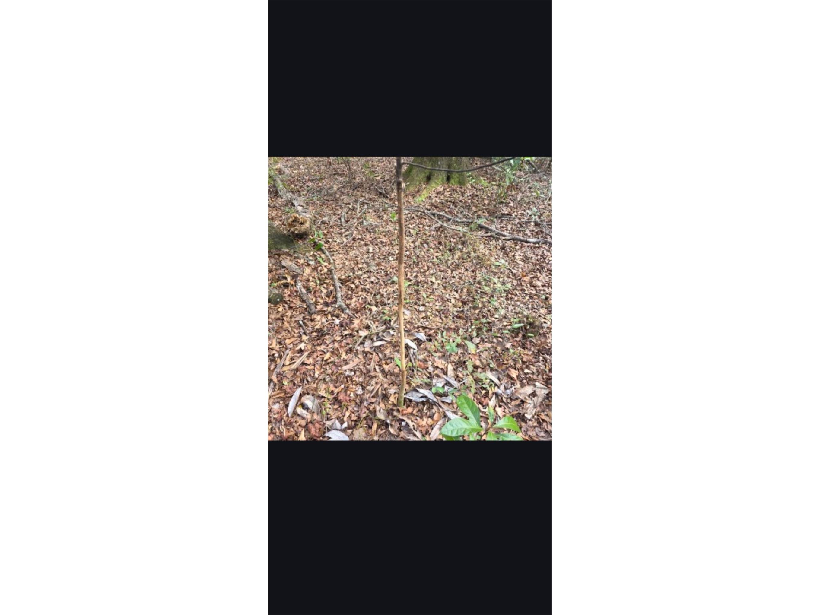 4814 NW 244 Avenue Alachua FL 32615 GC539967 image67