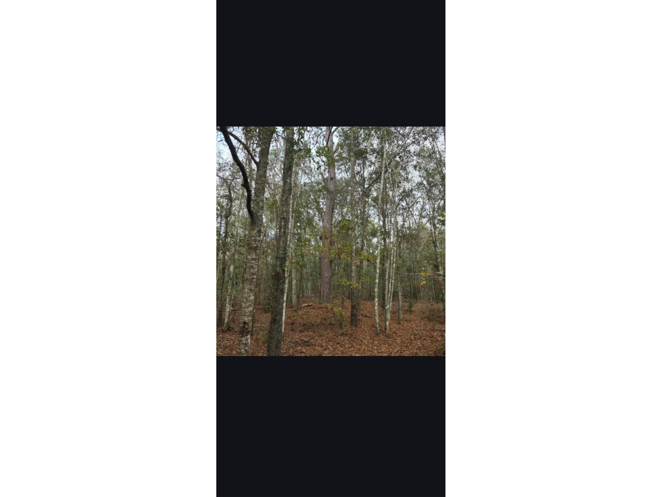 4814 NW 244 Avenue Alachua FL 32615 GC539967 image68