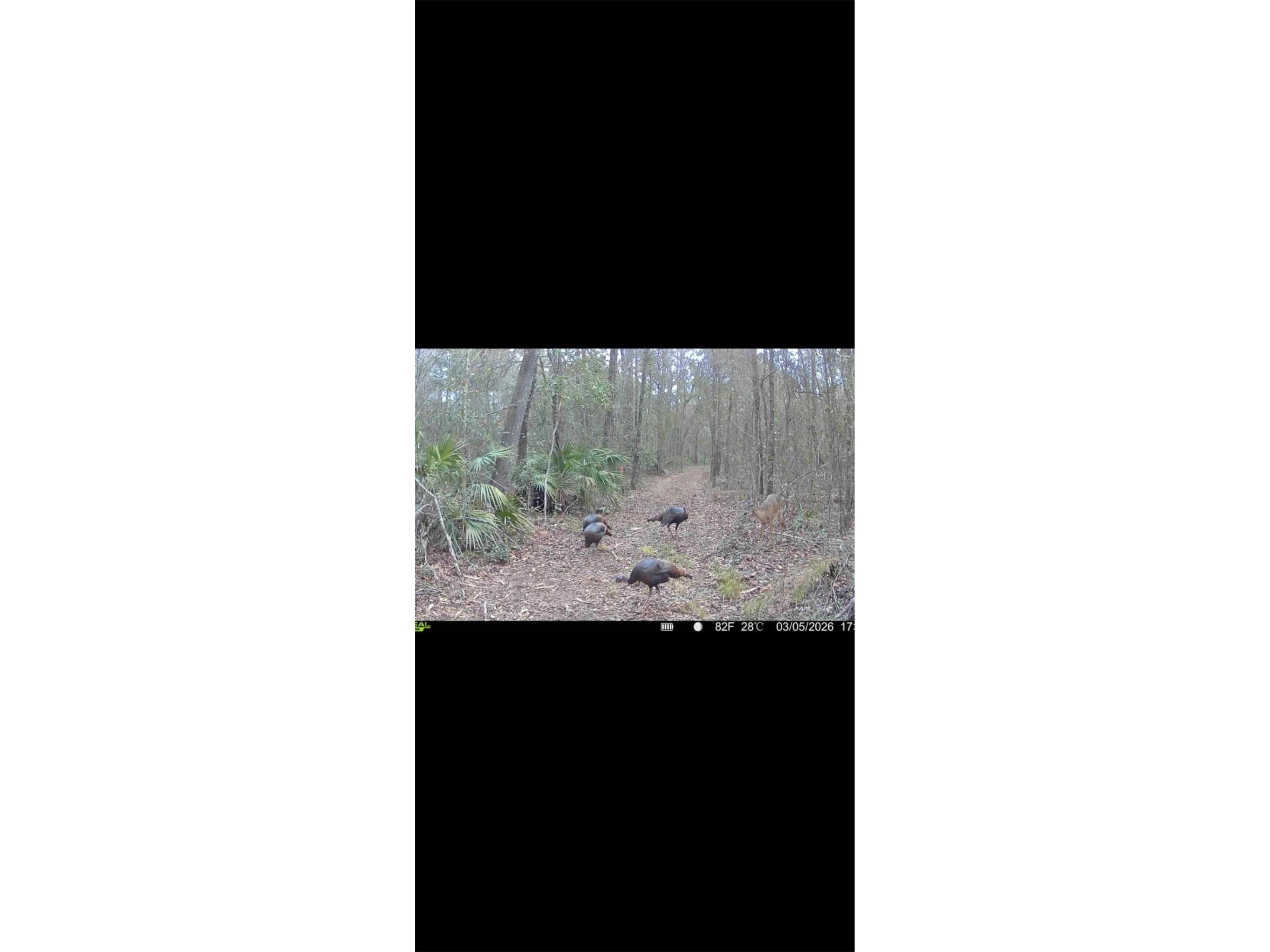 4814 NW 244 Avenue Alachua FL 32615 GC539967 image72