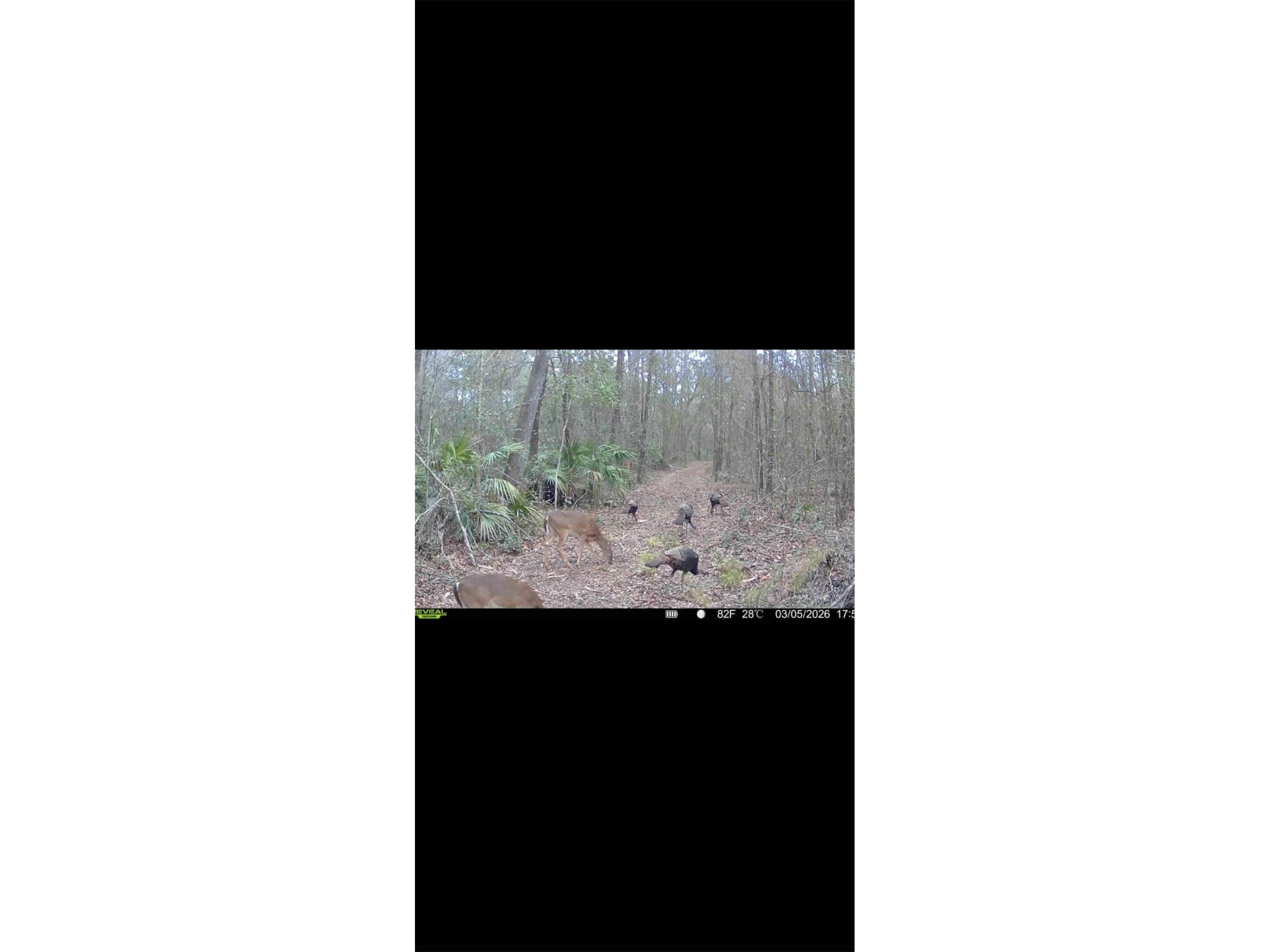 4814 NW 244 Avenue Alachua FL 32615 GC539967 image73