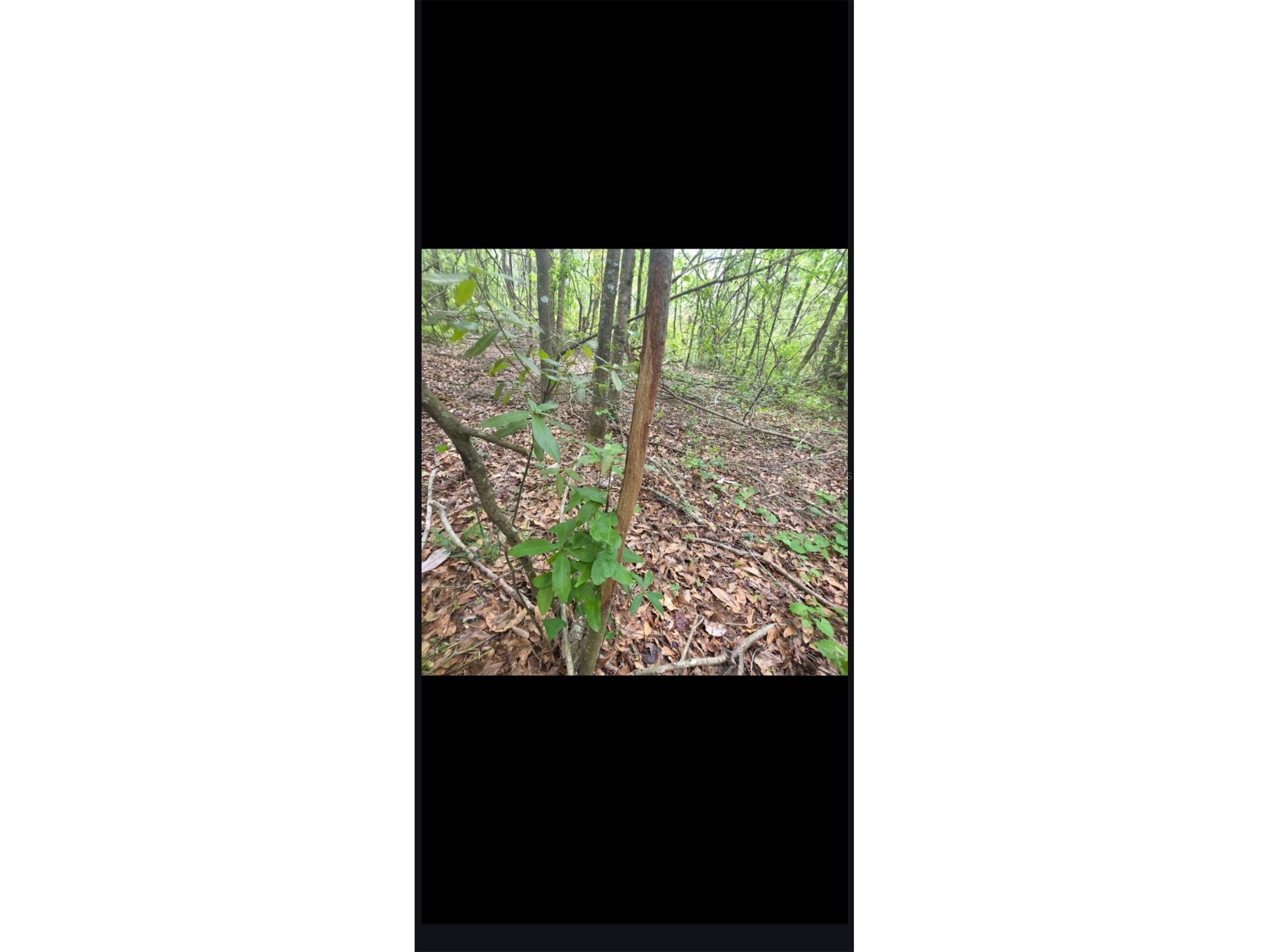 4814 NW 244 Avenue Alachua FL 32615 GC539967 image75